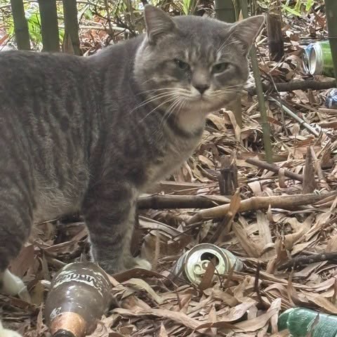 Community cat needing eye surgery