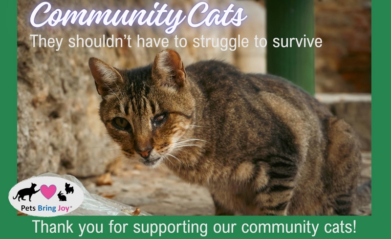 A community cat