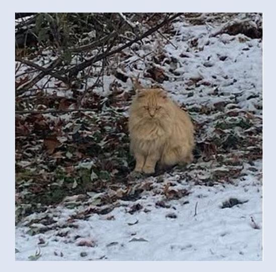 Community cat in the snow