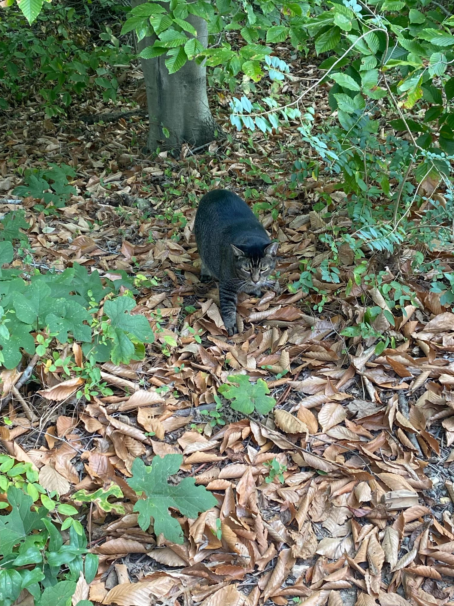 cat walking in the woods