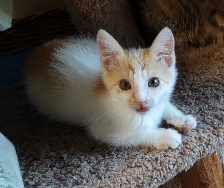 Creampuff the Abandoned Kitten