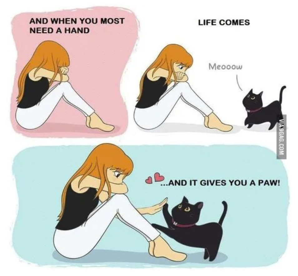 Pets Bring Joy