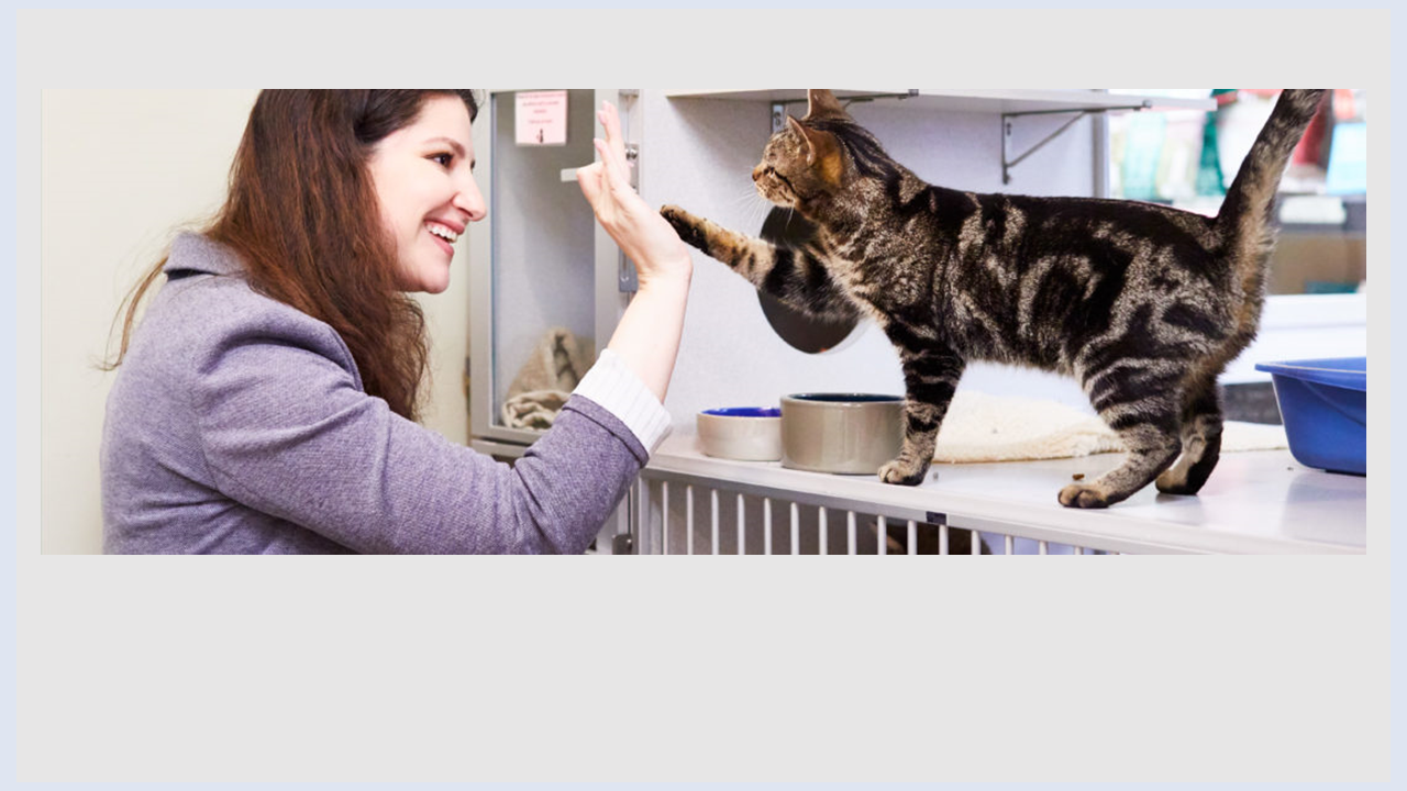 woman and cat give high five